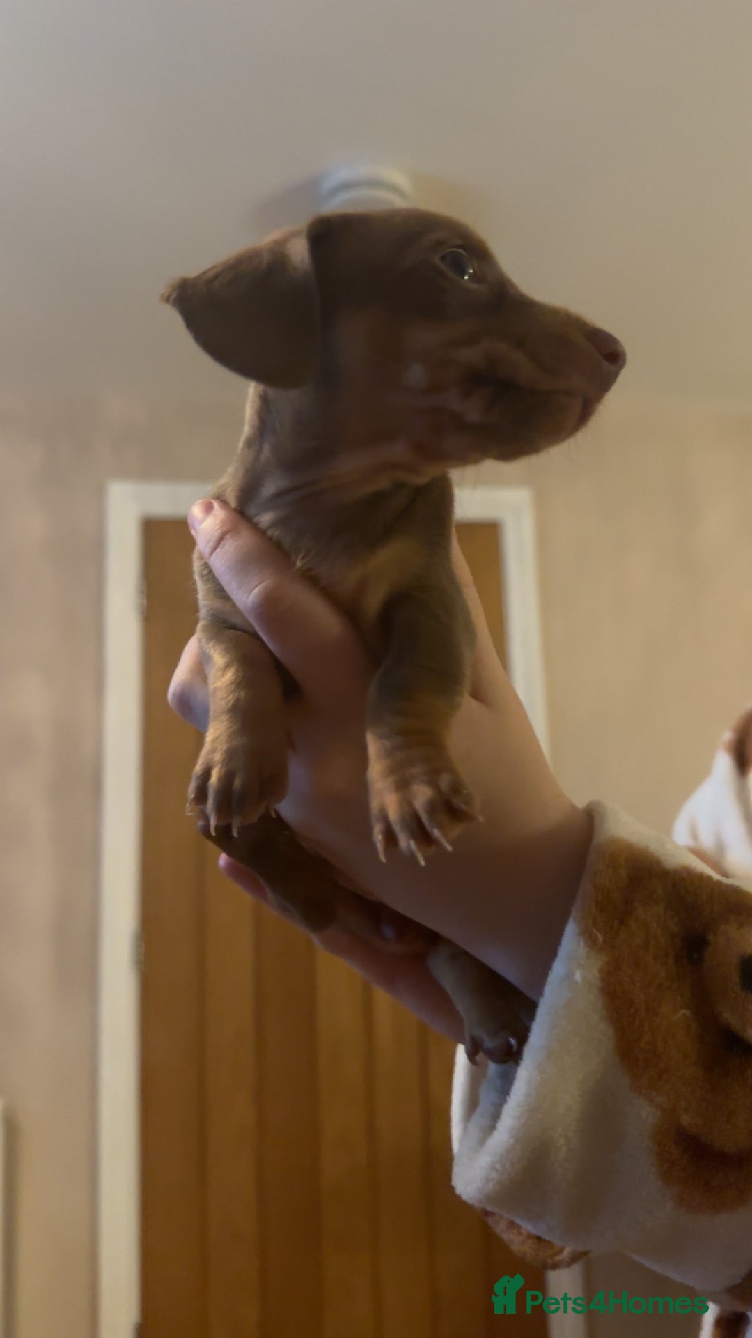 Miniature Dachshund dogs for sale: Miniature Dachshund Puppies - Image 24