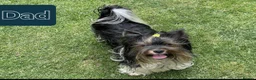 Mixed Breed dogs for sale: Ready now Yorkshire/Biewier terriers puppy's  - Advert 2