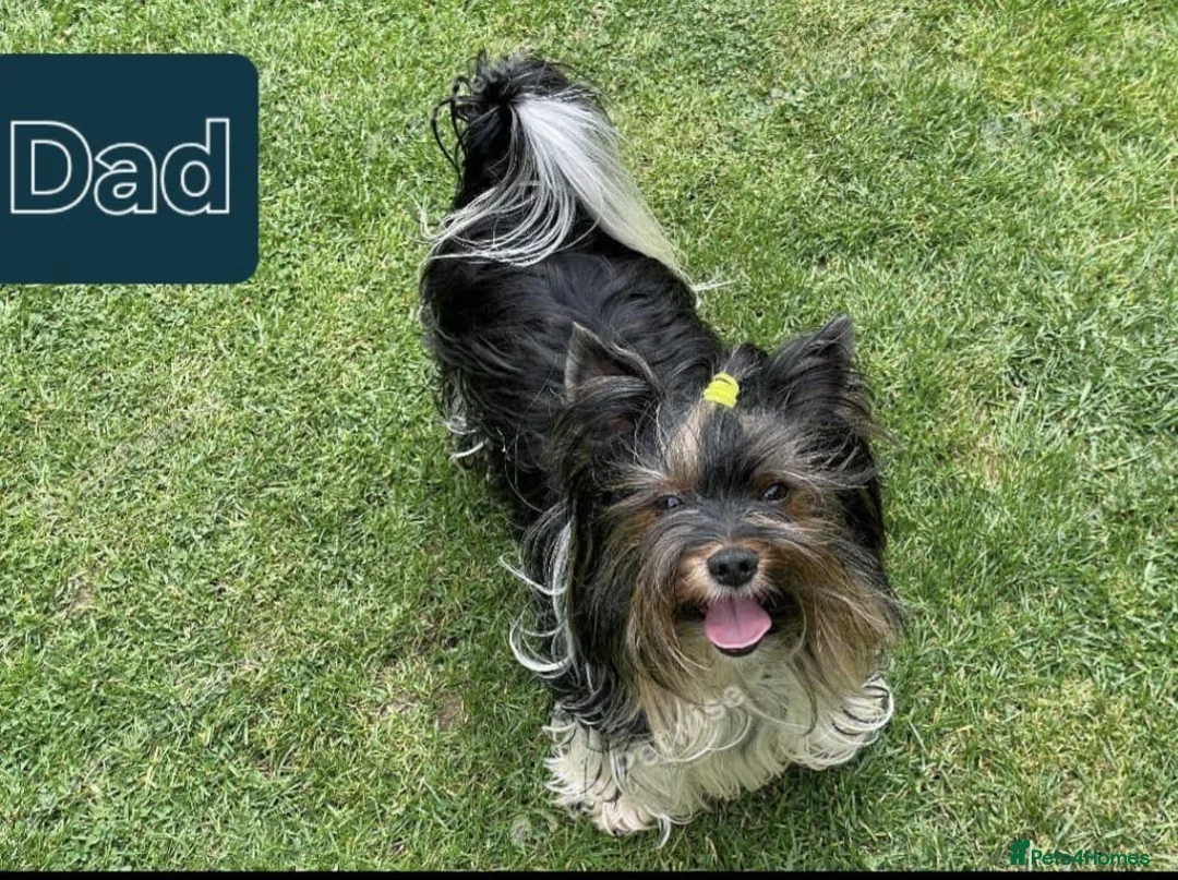 Mixed Breed dogs for sale: Ready now Yorkshire/Biewier terriers puppy's  - Advert 2