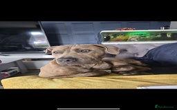 Mixed Breed dogs for sale: 16 week American Bulldog/staff - Advert 2