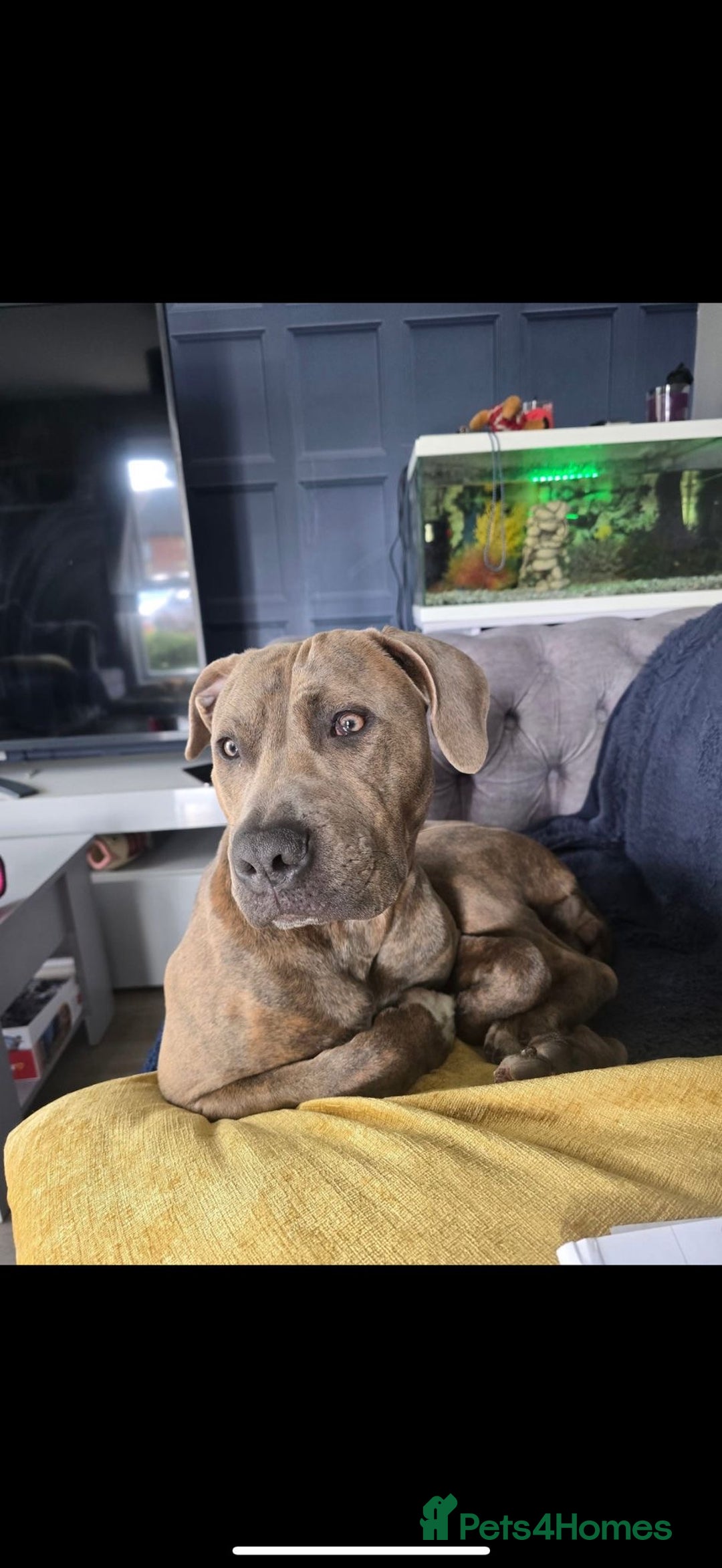 Mixed Breed dogs for sale: 16 week American Bulldog/staff - Advert 2