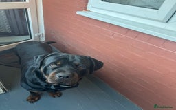 Rottweiler dogs for sale: Pablo, The amazing Rottweiler  - Advert 2