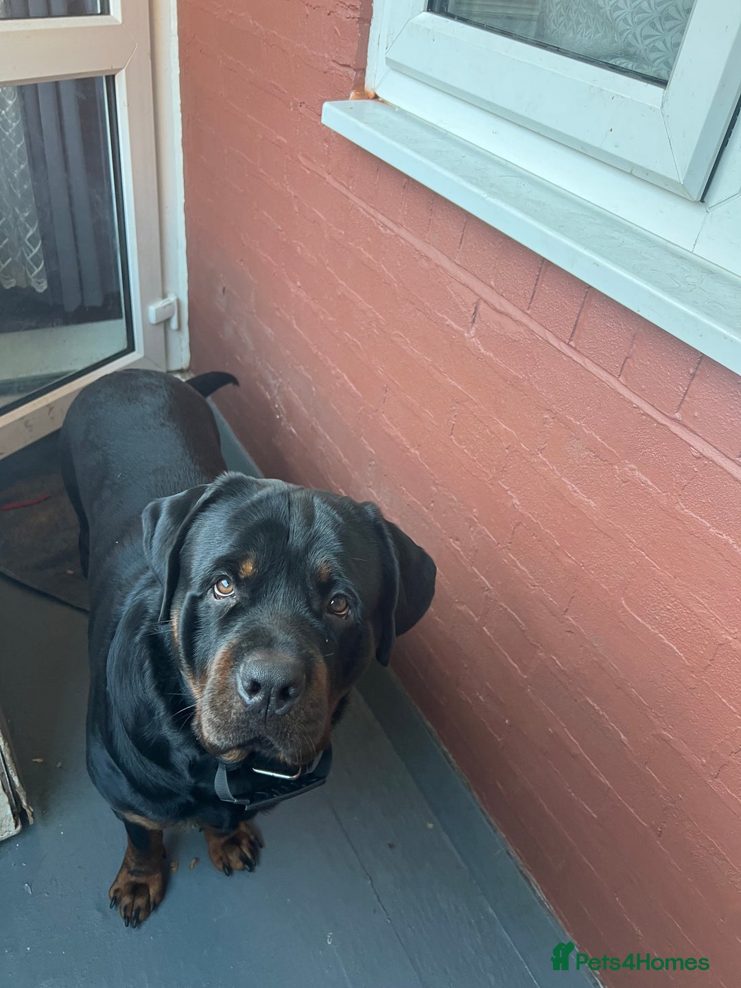 Rottweiler dogs for sale: Pablo, The amazing Rottweiler  - Advert 2