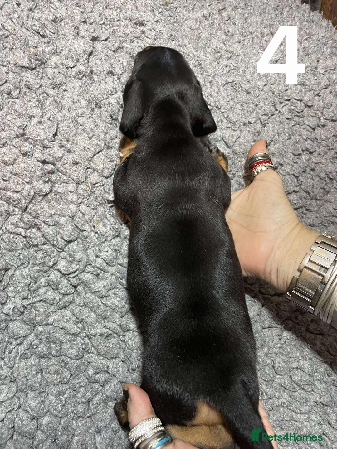 Dachshund dogs for sale: Stunning Litter of dachshund Puppies - Advert 13