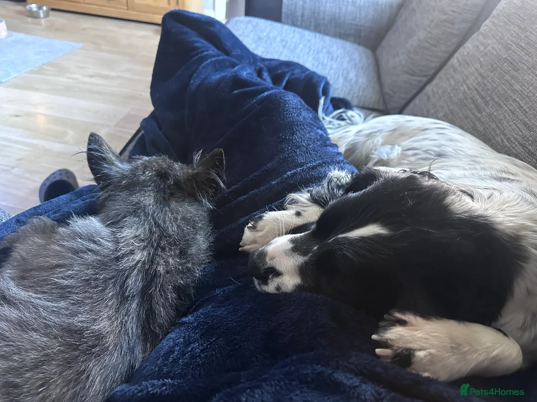 Mixed Breed dogs for sale: Springer x Clumber spaniel  in Gloucester - Advert 2