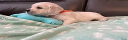 Golden Retriever dogs for sale: KC Old English Cream Golden Retriever Puppies  - Advert 10