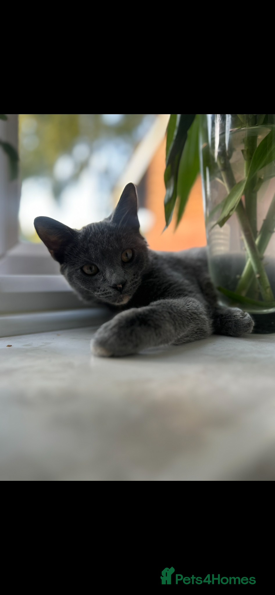 Russian Blue cats Beautiful mixed Russian blue kittens  - Advert 4