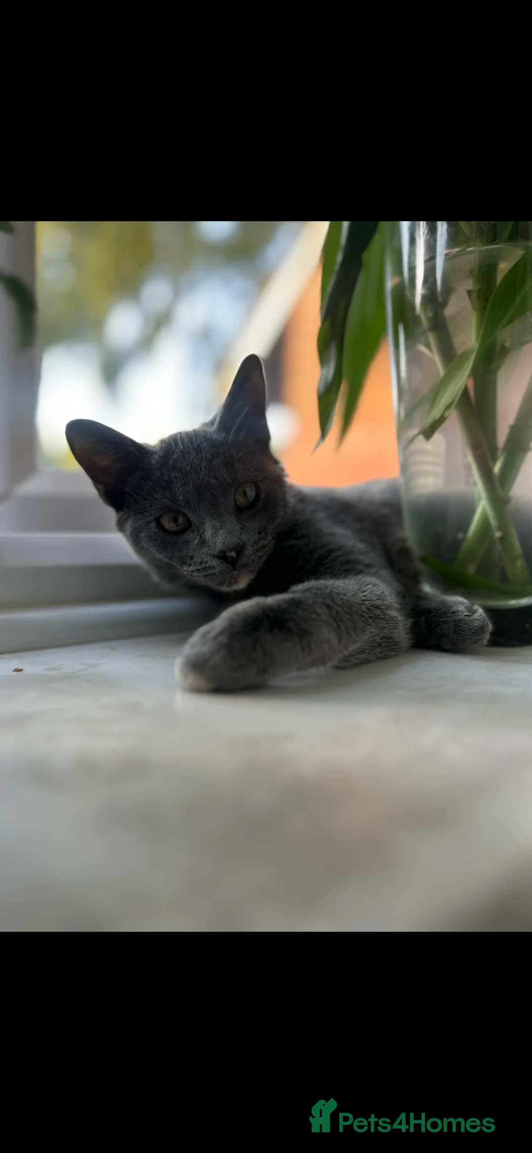 Russian Blue cats for sale: Beautiful mixed Russian blue kittens  - Advert 1