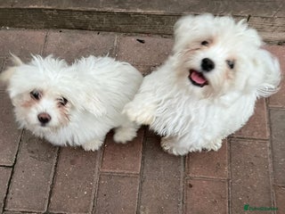 Bichon Frise dogs - Advert 6