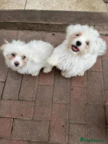 Bichon Frise dogs - Advert 2