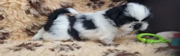 Shih Tzu dogs for sale: Shihtzu puppies - Advert 20