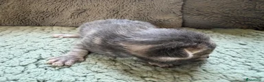 Grey Boy 1