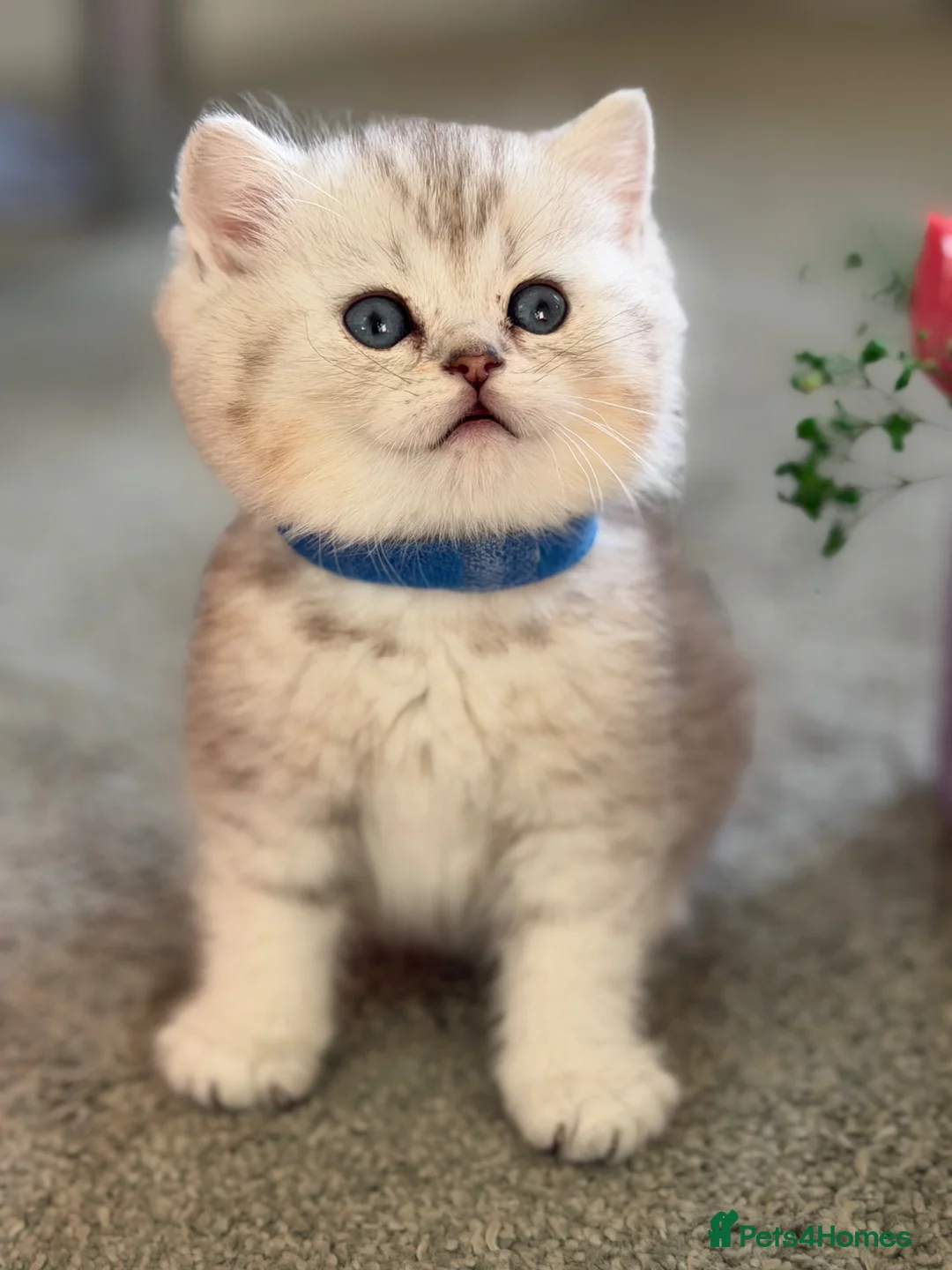 British Shorthair cats for sale: BSH golden point adorable kittens GCCF  - Advert 2