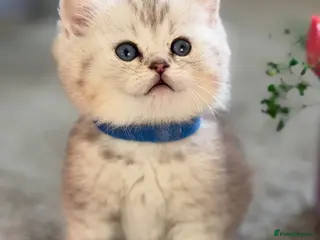 British Shorthair cats BSH golden point adorable kittens TICA - Advert 14