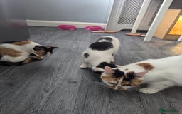 British Shorthair cats for sale: 2 ready to go  - Image 6