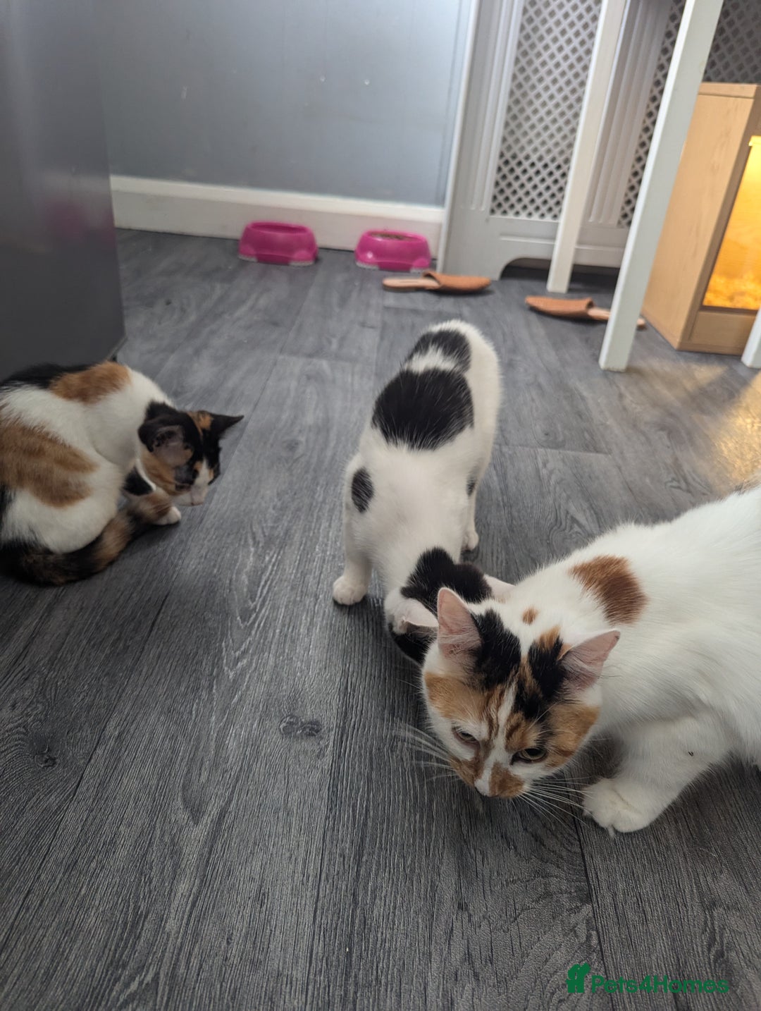 British Shorthair cats for sale: 2 ready to go  - Image 6