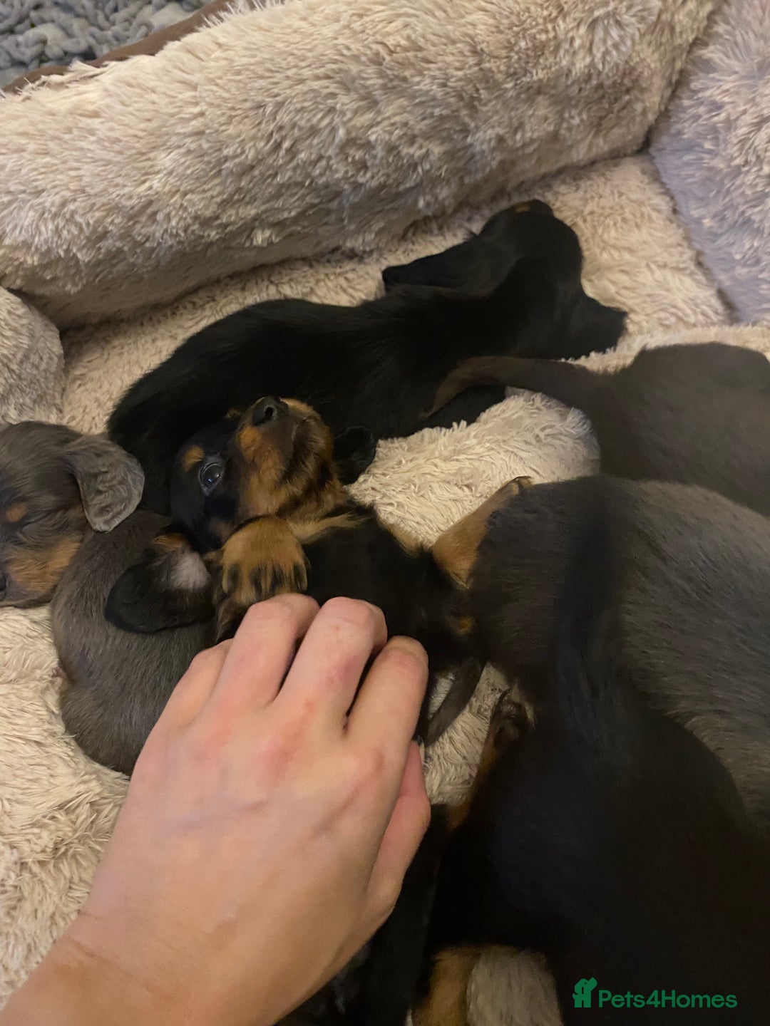 Miniature Dachshund dogs for sale: Longhaired miniature dachshund  - Image 13
