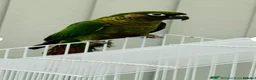 Conures birds for sale: Maroonbellied Conure  - Advert 3