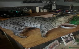 Mixed Breed cats for sale: Beautiful kittens for sale  - Image 7
