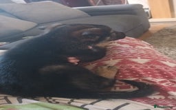 Mixed Breed dogs for sale: Gorgeous German shepherd x puppies  - Image 3