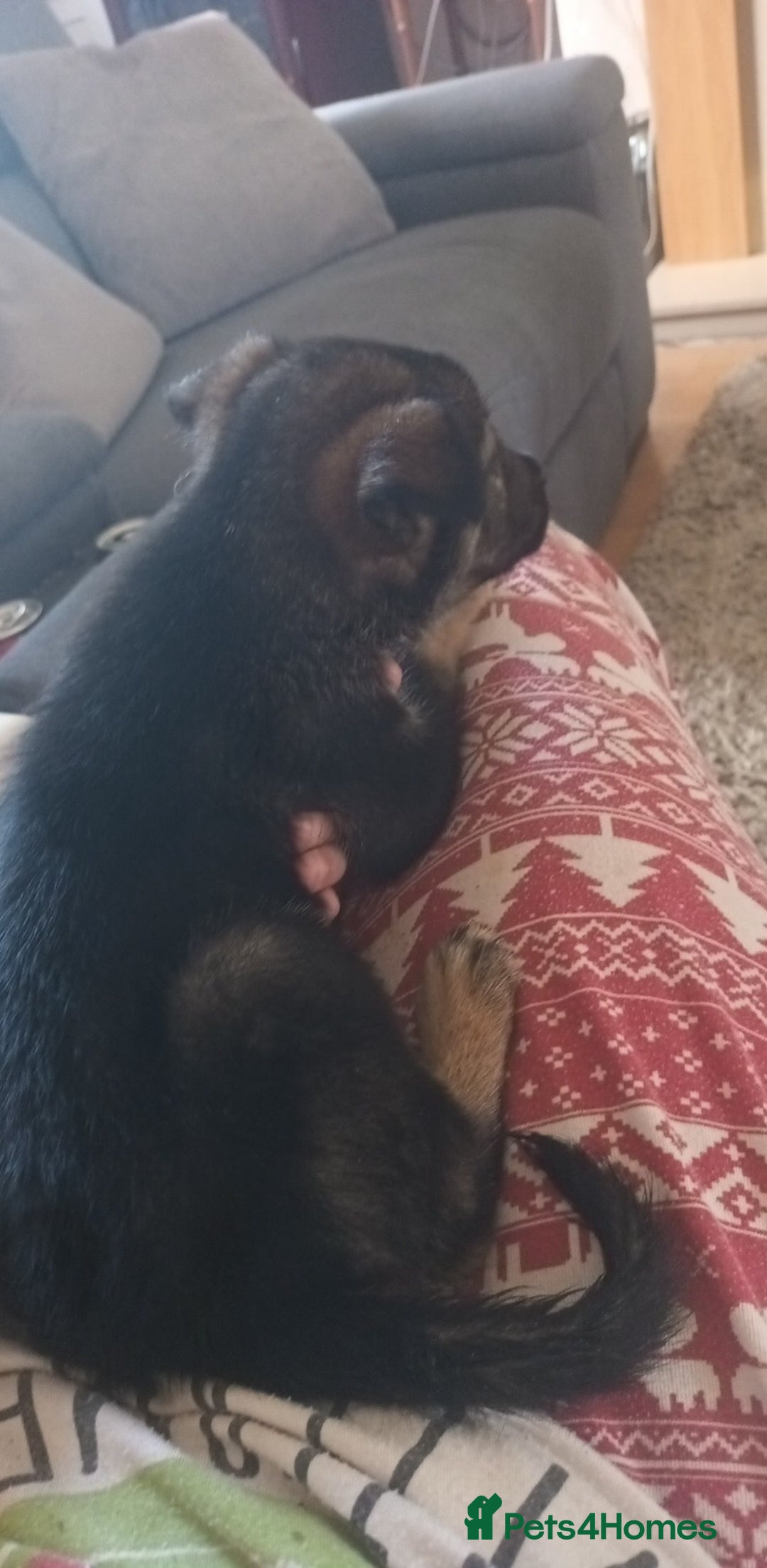 Mixed Breed dogs for sale: Gorgeous German shepherd x puppies  - Image 3