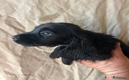 Cocker Spaniel dogs for sale: Gorgeous working Cocker Spaniel puppies - Image 5
