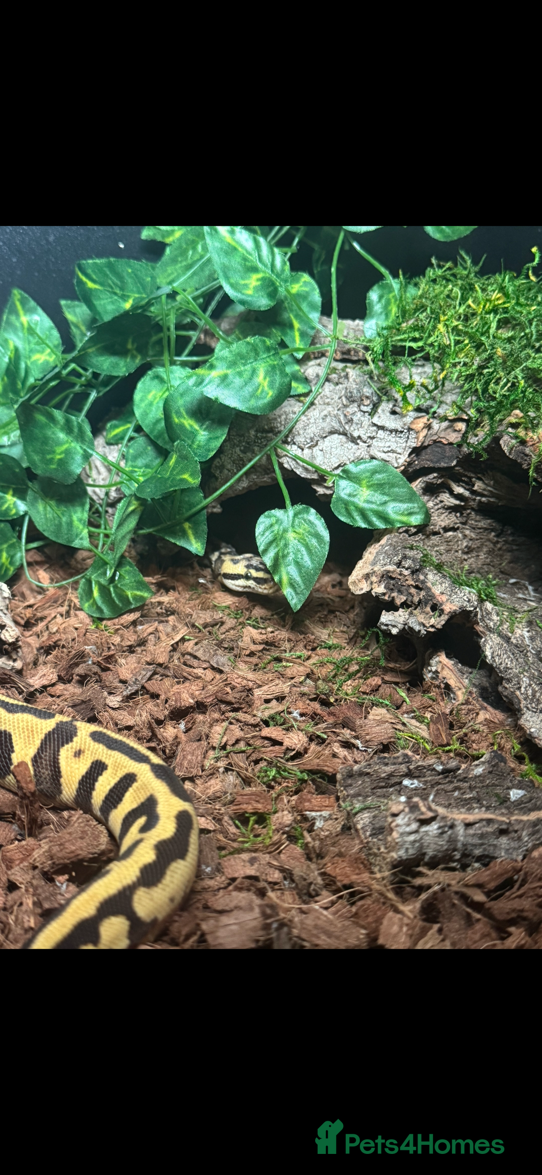 Python Snake reptiles for sale: Beautiful male inferno morph ball python  - Advert 8