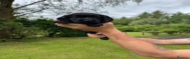 Cocker Spaniel 4