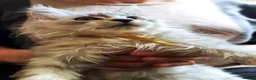 Maine Coon cats for sale: ❤️𝕾𝖙𝖚𝖓𝖓𝖎𝖓𝖌❤️ Maine Coon Kittens Ready - Advert 7