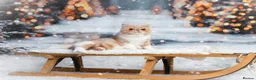Exotic cats for sale: 🩷 STUNNING ACTIVE BREEDING GIRL 🩷 - Advert 2