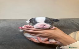 French Bulldog dogs for sale: French bulldog pups  - Image 12