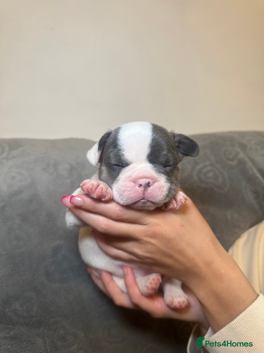 French Bulldog dogs for sale: French bulldog pups  - Image 12