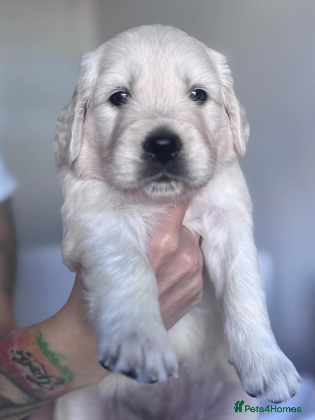 Golden Retriever dogs for sale: Adorable KC Reg Golden Retriever Puppies - Image 5