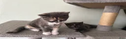 Mixed Breed cats for sale: Beautiful Sister Kittens Looking Home Together 🐾 - Advert 3