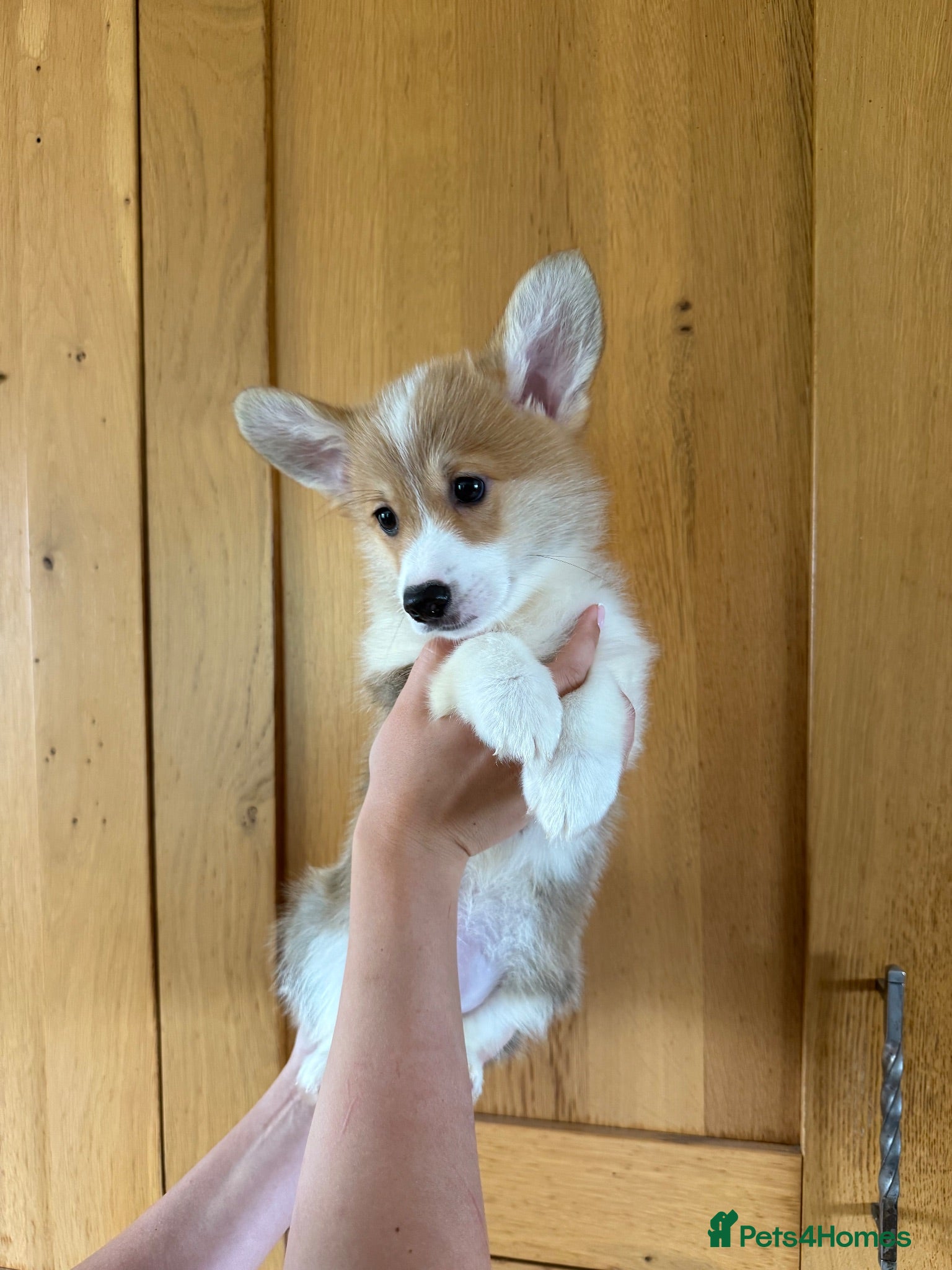 Welsh Corgi Pembroke dogs ✨KC Registered Welsh Pembrokeshire Corgi Puppies✨ - Advert 1