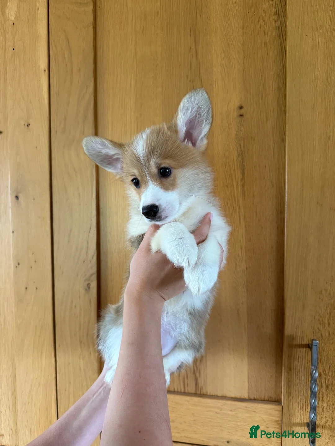 Welsh Corgi Pembroke dogs for sale: ✨KC Registered Welsh Pembrokeshire Corgi Puppies✨ - Advert 1