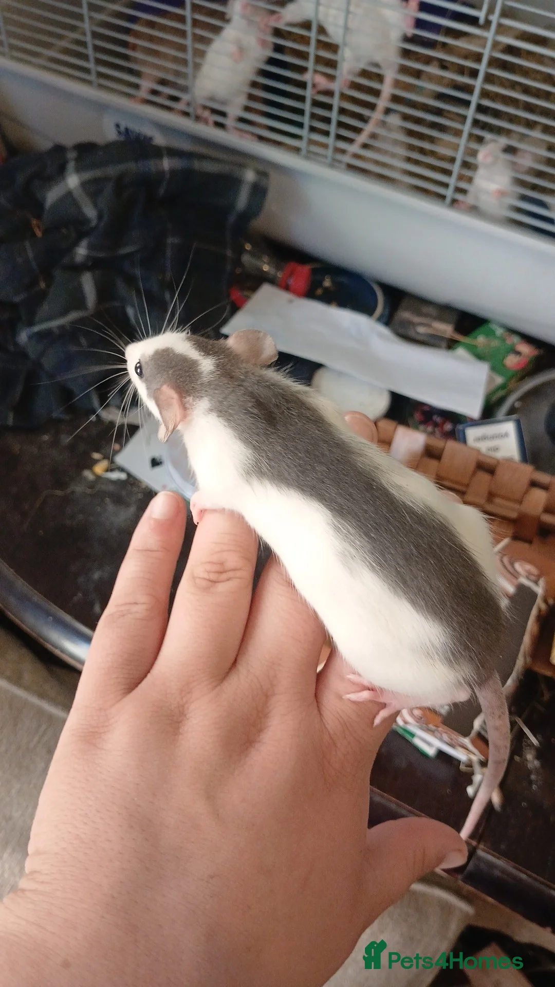 Rat rodents for sale: Dumbo and rex baby rats  in Brierley Hill - Advert 16