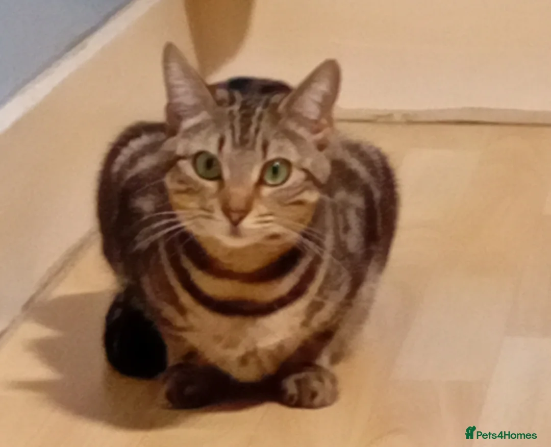 Bengal cats for sale: Lovely 2 Year Old Female Bengal Cat - Advert 5