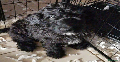 Goldendoodle dogs - Advert 3