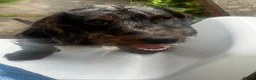 Miniature Dachshund dogs for sale: Miniature dachshund puppy - Advert 2