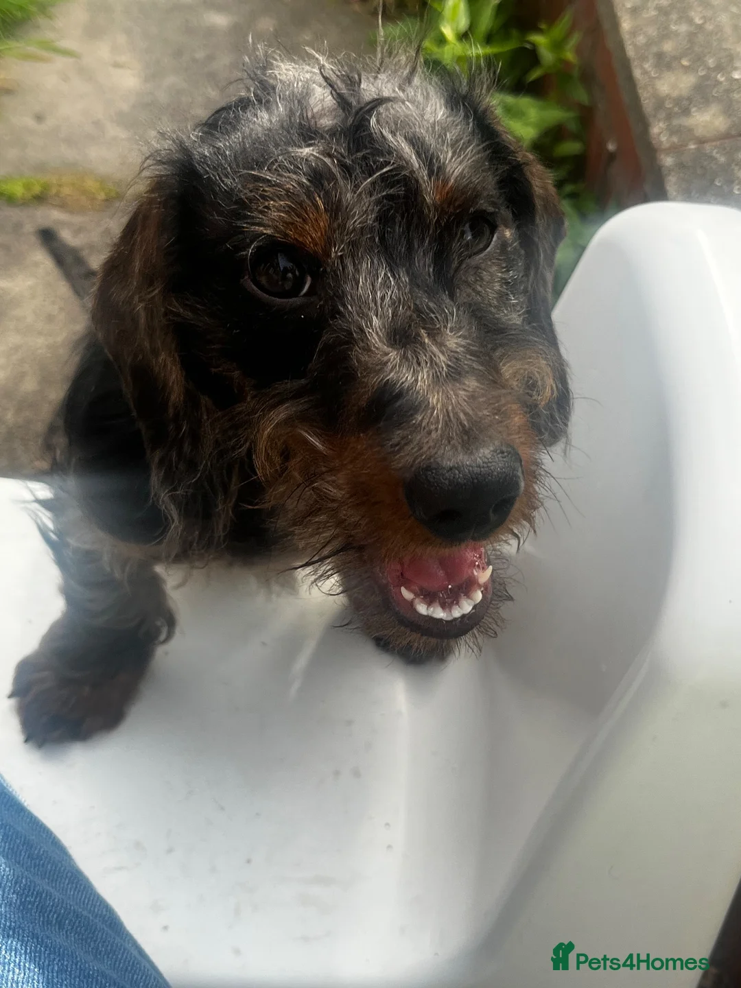 Miniature Dachshund dogs for sale: Miniature dachshund puppy - Advert 2