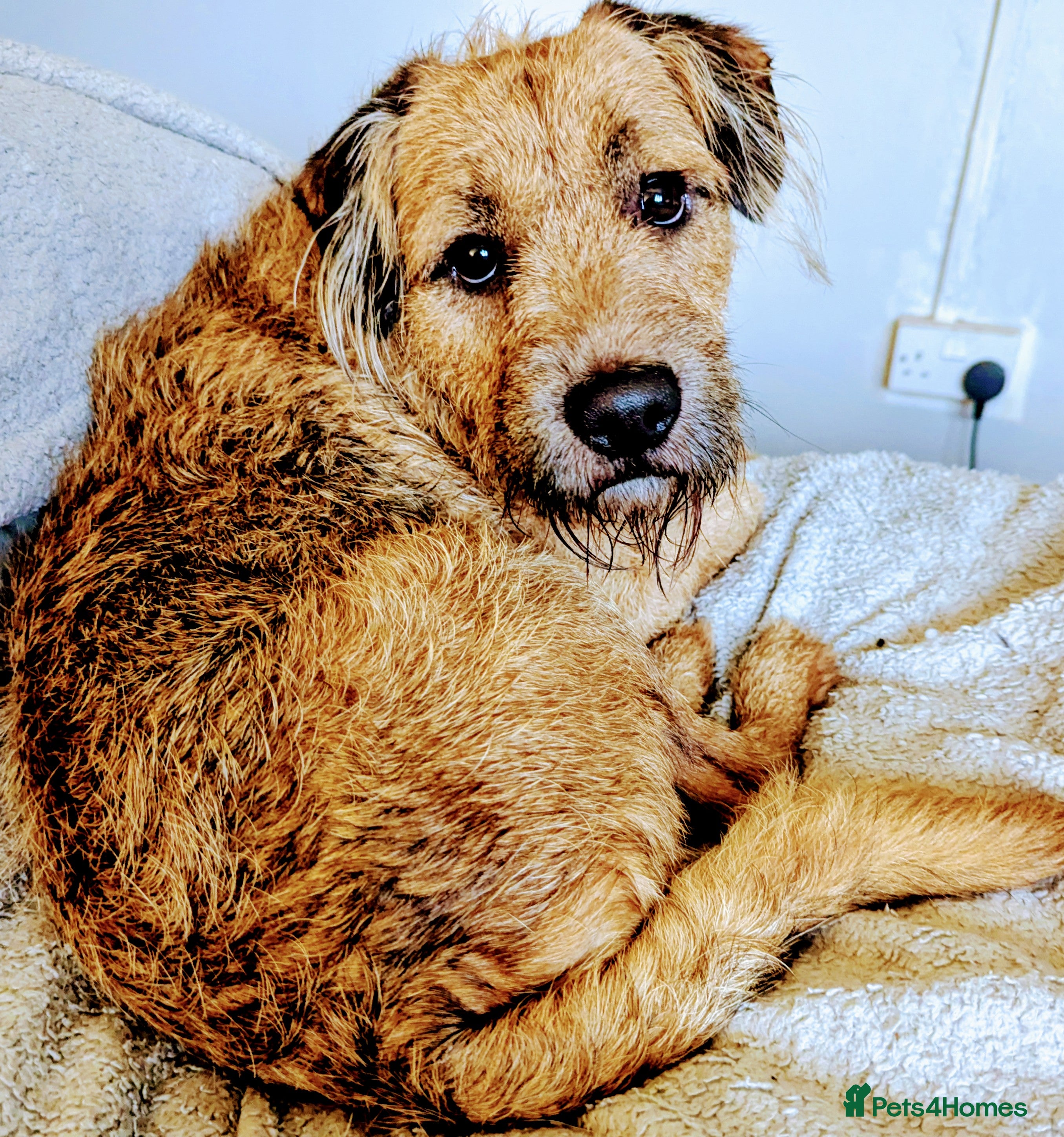 Mixed Breed dogs Charlie needs forever home - Advert 5