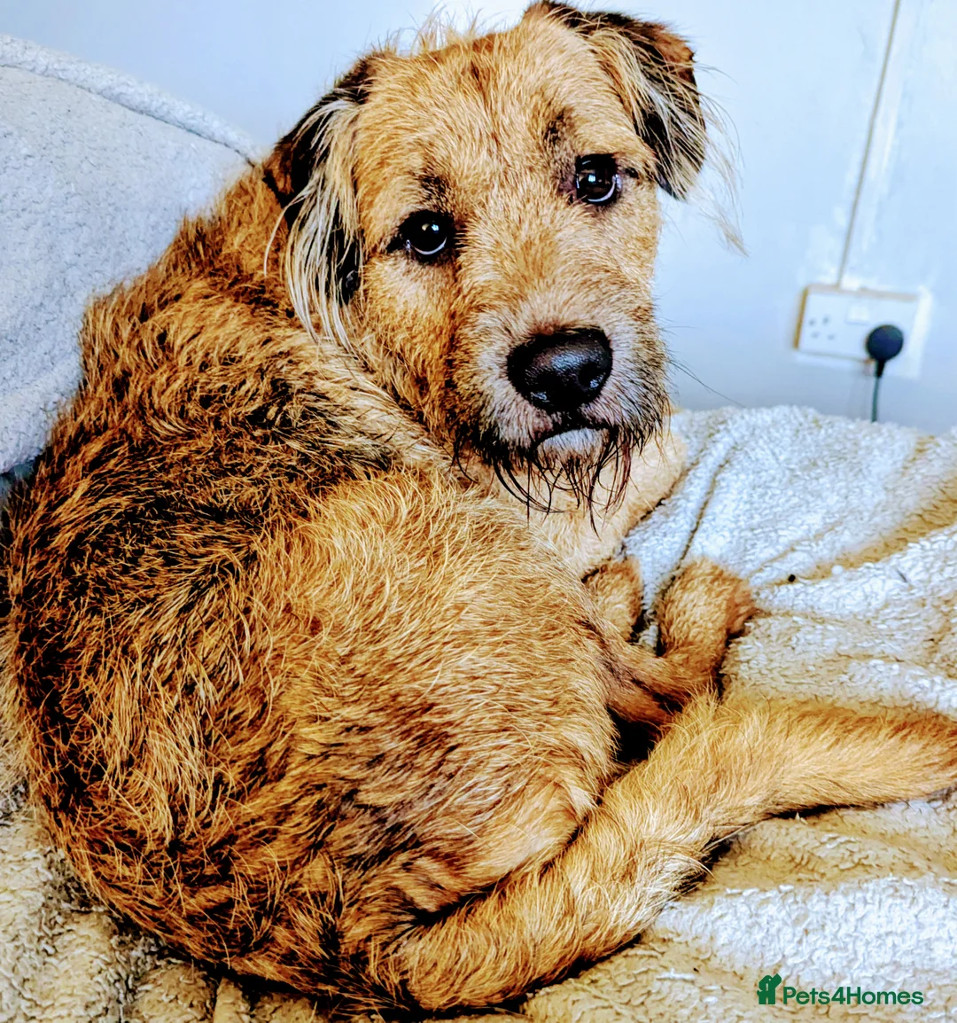 Mixed Breed dogs for sale: Charlie needs forever home - Advert 1