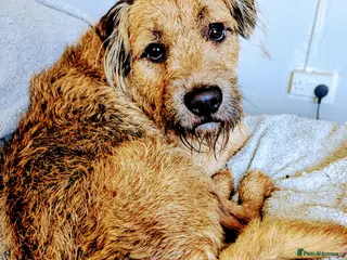 Mixed Breed dogs Charlie needs forever home - Advert 5