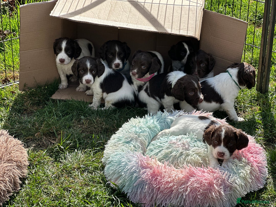English Springer Spaniel dogs for sale: English springer spaniels  - Image 3