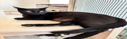 Arabian Mau cats for sale: Beautiful Bruno ❤️ - Advert 5