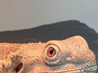 Bearded Dragon reptiles for sale: Zero morph - Advert 1