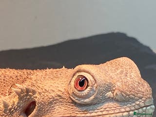 Bearded Dragon reptiles Zero morph - Advert 5