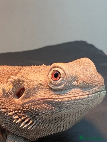 Bearded Dragon reptiles Zero morph - Advert 2