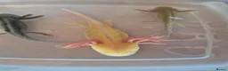 Axolotl reptiles for sale: Various axolotl juveniles available - Advert 5